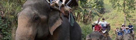 Elefantes sirven como transporte a turistas.